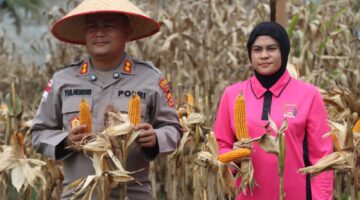 Panen Raya Jagung Serentak Kuartal II, Kapolres Aceh Tenggara Bersama Forkopimda Dukung Program Presiden RI